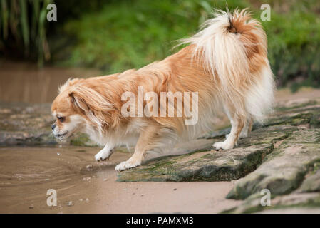 Tibetan Spaniel. Erwachsener Hund trinken aus einem Teich. Deutschland. Stockfoto