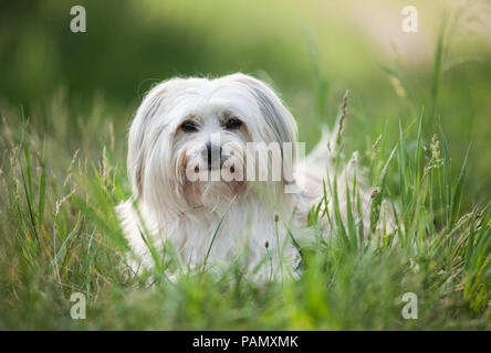 Havaneser. Erwachsener Hund liegend auf der Wiese. Deutschland Stockfoto