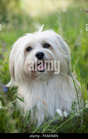 Havaneser. Erwachsener Hund sitzen auf einer Wiese. Deutschland Stockfoto