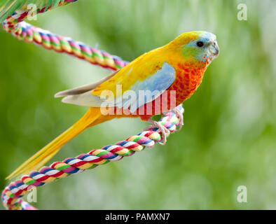 Türkis Papagei (Neophema pulchella). Nach Vogel thront auf einem Seil. Deutschland. Stockfoto
