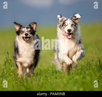 Australian Shepherd. Zwei Hunde auf der Wiese, in Richtung der Kamera. Deutschland Stockfoto