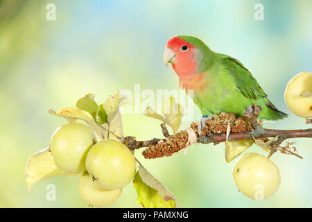 Rosy-faced Lovebird (Agapornis roseicollis) auf einem Zweig mit reife Äpfel thront. Deutschland Stockfoto