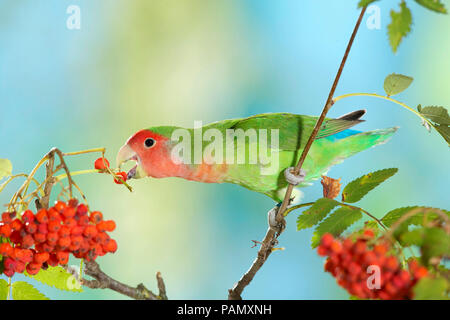 Rosy-faced Lovebird (Agapornis roseicollis). Nach Vogel auf Zweig gehockt beim Essen Vogelbeeren. Deutschland. Stockfoto