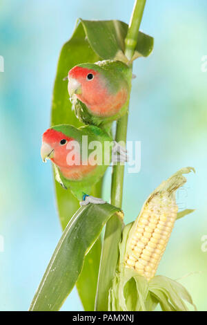 Rosy-faced Lovebird (Agapornis roseicollis). Paar auf einem Mais Stiel. Deutschland. Stockfoto