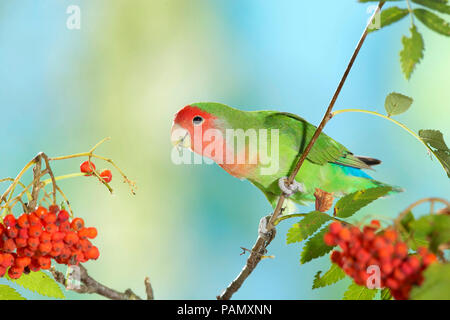 Rosy-faced Lovebird (Agapornis roseicollis). Nach Vogel auf Zweig mit Reife Vogelbeeren thront. Deutschland. Stockfoto