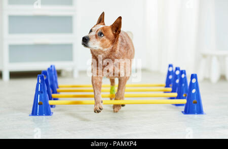 Physikalische Therapie: Australian Cattle Dog walking über cavaletti, eine Koordinierung. Deutschland Stockfoto