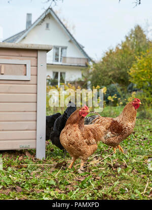 Inländische Huhn. Hennen vor hen House in einem Garten. Deutschland. Stockfoto