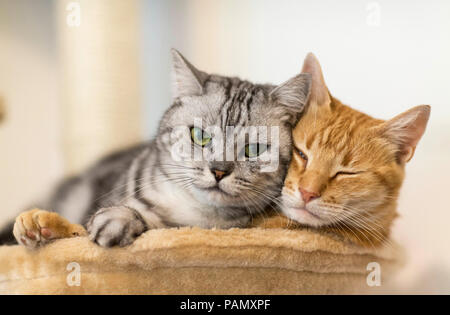 Britisch Kurzhaar und Hauskatze. Zwei erwachsene Katzen nebeneinander liegen auf einem pet-Bett. Deutschland. Stockfoto