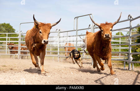 Australisches Working Kelpie hütehunde Rinder (Aubrac?). Niedersachsen, Deutschland. Stockfoto