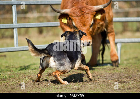 Australisches Working Kelpie hütehunde Rinder (Aubrac?). Niedersachsen, Deutschland. Stockfoto