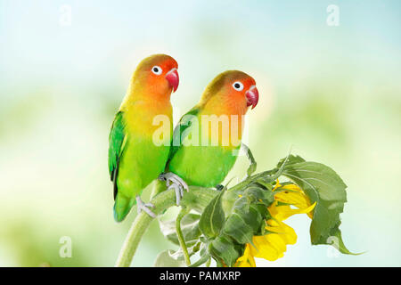 Fischers Lovebird (Agapornis Fischeri). Paar thront auf einer Sonnenblume. Deutschland Stockfoto