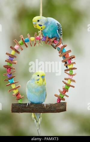 Rainbow Wellensittich, Wellensittich (Melopsittacus undulatus). Zwei Erwachsene thront auf einem bunten Spielzeug schwingen. Deutschland Stockfoto