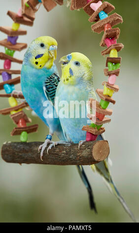 Rainbow Wellensittich, Wellensittich (Melopsittacus undulatus). Zwei Erwachsene thront auf einem bunten Spielzeug schwingen. Deutschland Stockfoto