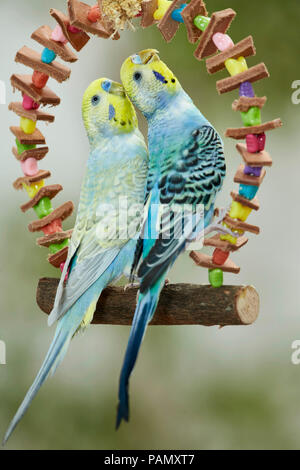 Rainbow Wellensittich, Wellensittich (Melopsittacus undulatus). Zwei Erwachsene thront auf einem bunten Spielzeug Schaukel, oben zu schauen. Deutschland Stockfoto