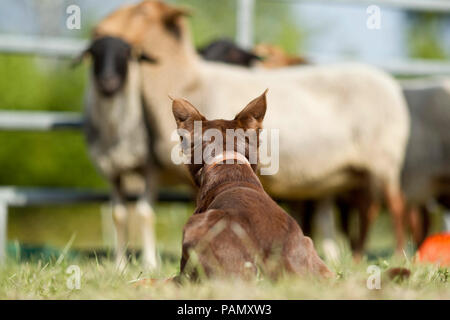 Australisches Working Kelpie. Nach hütehunde Coburg Fox Schafe. Deutschland. Stockfoto