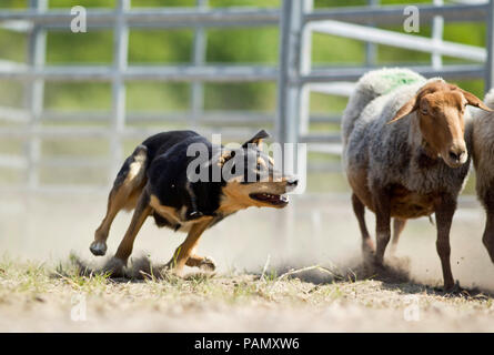 Australisches Working Kelpie. Nach hütehunde Coburg Fox Schafe. Deutschland. Stockfoto