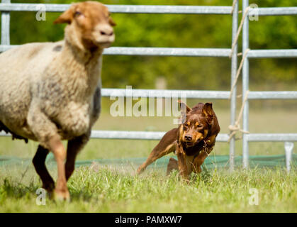 Australisches Working Kelpie. Nach hütehunde Coburg Fox Schafe. Deutschland. Stockfoto