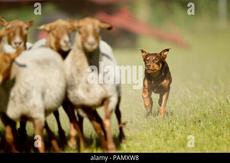 Australisches Working Kelpie. Nach hütehunde Coburg Fox Schafe. Deutschland. Stockfoto