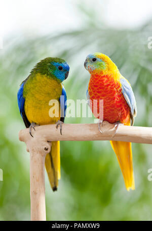 Türkis Papagei (Neophema pulchella). Zwei Vögel auf einer Stange. Deutschland. Stockfoto