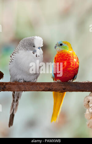 Türkis Papagei (Neophema pulchella) und Wellensittich, Wellensittich (Melopsittacus undulatus) auf einer Stange. Deutschland. Stockfoto