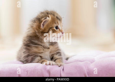 Norwegian Forest Cat. Tabby Kitten (5 Wochen alt) auf einer Decke. Deutschland, Stockfoto