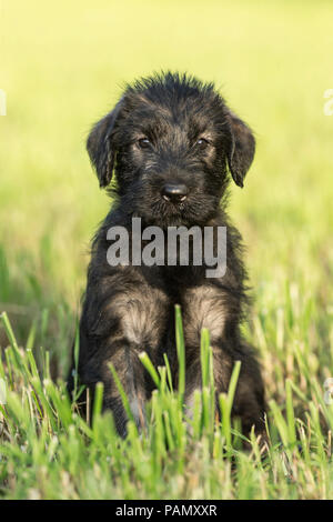 Giant Schnauzer. Welpen sitzen auf einer Wiese. Deutschland Stockfoto