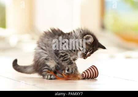 Norwegian Forest Cat. Kätzchen spielen mit Spielzeug auf Fliesenboden. Deutschland Stockfoto