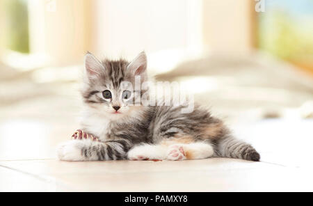 Norwegian Forest Cat. Kätzchen mit Spielzeug liegen auf Fliesenboden, Deutschland Stockfoto