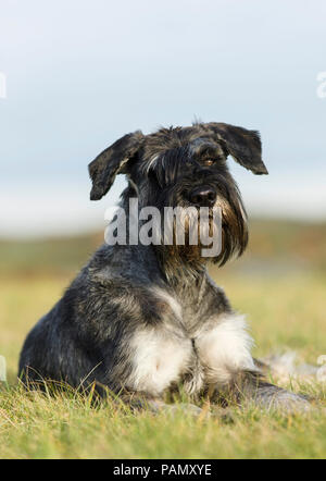 Giant Schnauzer. Erwachsener Hund liegend auf Gras. Deutschland Stockfoto