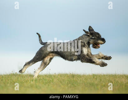 Giant Schnauzer. Erwachsener Hund laufen auf Gras. Deutschland Stockfoto