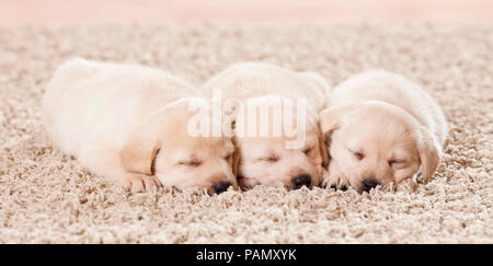 Labrador Retriever. Drei Welpen schlafen auf einer Decke. Deutschland Stockfoto