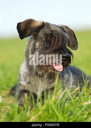 Giant Schnauzer. Erwachsener Hund liegend auf Gras. Deutschland Stockfoto