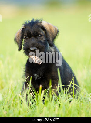 Giant Schnauzer. Welpen sitzen auf der Wiese, mit Feder im Mund. Deutschland Stockfoto