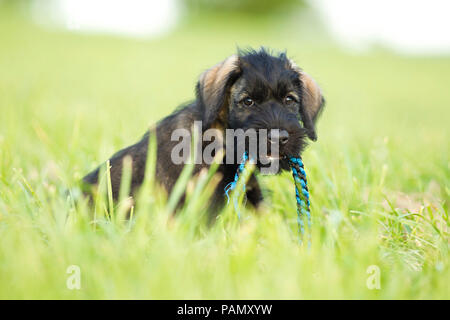 Giant Schnauzer. Welpen sitzen auf der Wiese, mit einem Seil im Mund. Deutschland Stockfoto