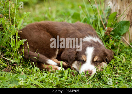 Miniatur Australian Shepherd. Welpen schlafen auf einer Wiese. Deutschland Stockfoto