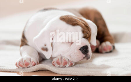 Continental Bulldog. Welpen schlafen auf einer Decke. Deutschland Stockfoto