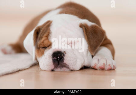 Continental Bulldog. Welpen Schlafen neben einer Decke. Deutschland Stockfoto