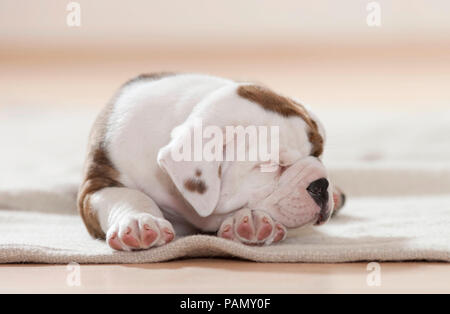 Continental Bulldog. Welpen schlafen auf einer Decke. Deutschland Stockfoto