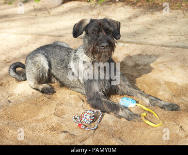 Giant Schnauzer. Erwachsener Hund liegend in einem Sandkasten. Deutschland Stockfoto
