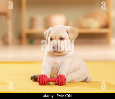 Labrador Retriever. Welpe (6 Wochen alt) sitzt neben dem roten Spielzeug Knochen. Deutschland Stockfoto