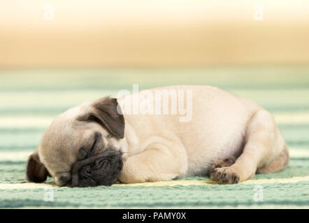Pug. Welpen schlafen auf einer Decke. Deutschland Stockfoto