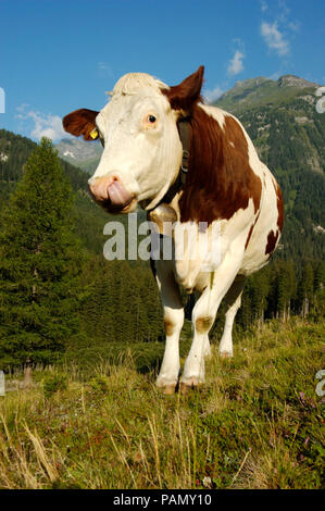 Hausrinder, Fleckvieh. Kuh auf eine Almwiese, leckte seine Nase. Bayern, Deutschland Stockfoto