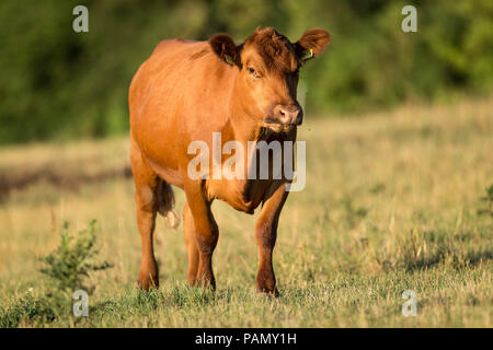 Deutsch Angus Rinder. Kuh auf der Weide. Deutschland Stockfoto