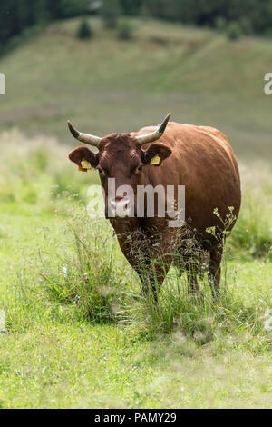 Harzer Rotvieh. Kuh auf der Weide. Deutschland. Stockfoto