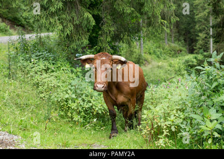 Harzer Rotvieh. Kuh zu Fuß auf einem Waldweg. Deutschland. Stockfoto