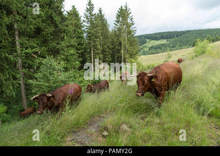 Harzer Rotvieh. Kleine Herde auf der Weide neben einem Wald. Deutschland. Stockfoto