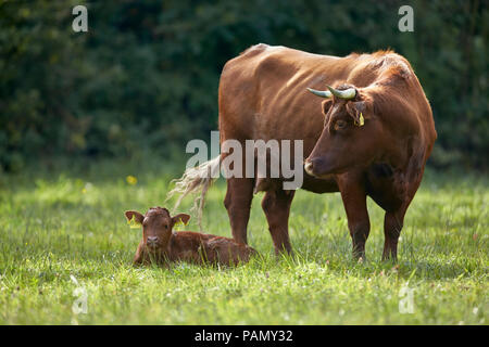 Glan Vieh. Kuh und Kalb auf einer Weide. Deutschland. Stockfoto