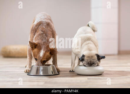 Australian Cattle Dog und Mops Seite an Seite von Essen essen Schüsseln. Deutschland.. Stockfoto