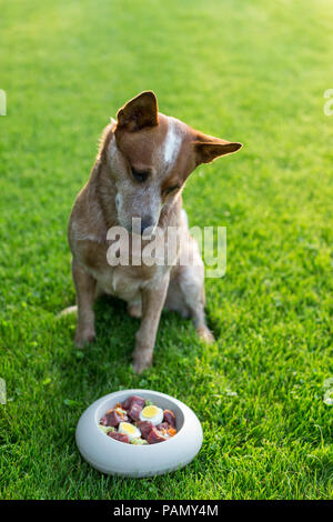 Australian Cattle Dog vor der Futterschüssel mit rohen Lebensmitteln gefüllt. Deutschland.. Stockfoto