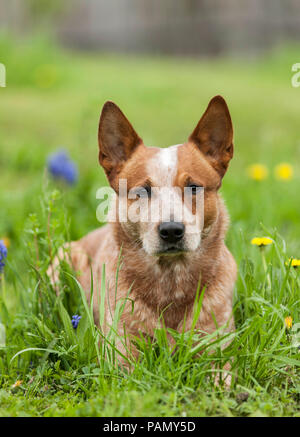 Australian Cattle Dog liegt in einer blühenden Wiese. Deutschland.... Stockfoto